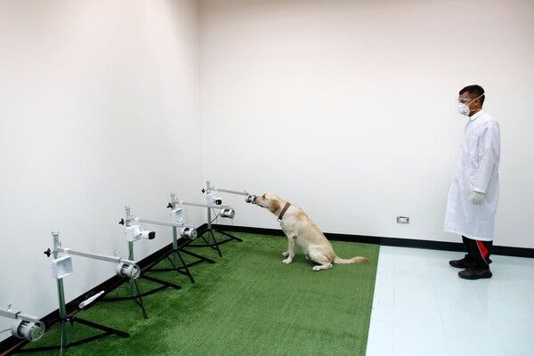 A sniffer dog being trained to detect coronavirus from human sweat samples at the Small Animal Teaching Hospital at Chulalongkorn University in Bangkok, Thailand, last month.