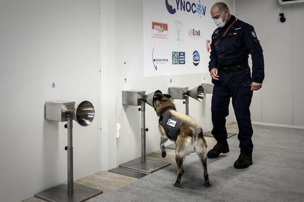 Sniffer dog training in Libourne, France, in January. 
